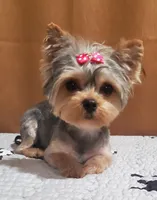 Akc 25 KARATE GOLD , a female Yorkshire Terrier for sale in Olean, NY – 3 of 9