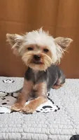 Akc  Blue Bee , a male Yorkshire Terrier for sale in Olean, NY – 1 of 6