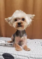 Akc  Blue Bee , a male Yorkshire Terrier for sale in Olean, NY – 6 of 6