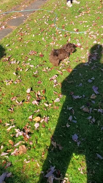Akc Champion Great Grandsire Red , a male Havanese for sale in Olean, NY – 6 of 6