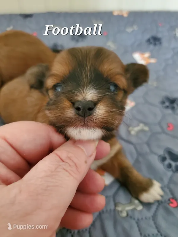 Akc Dark Red Football  – Havanese puppy for sale in Olean, NY