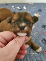 Akc Red Football , a male Havanese for sale in Olean, NY – 1 of 6