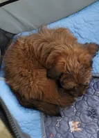 Akc Intime Aka Rosie Watch Video , a female Havanese for sale in Olean, NY – 3 of 9