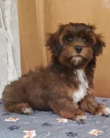 Akc Ch.Grt. Gr.Sr. Red Sable , a male Havanese for sale in Olean, NY – 4 of 8