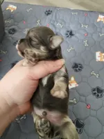 Blue Akc Ch.Grt Grandsire , a male Havanese for sale in Olean, NY – 5 of 7