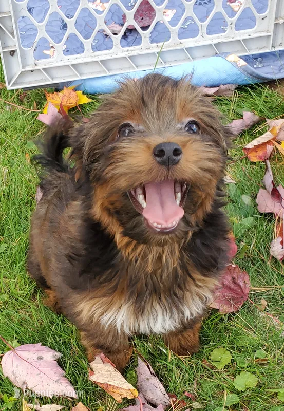 Akc small toy  Red  – Havanese puppy for sale in Olean, NY