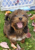 Akc small toy  Red Chocolate Sable , a male Havanese for sale in Olean, NY – 3 of 7