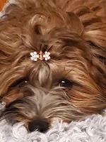 Akc Sonny , a male Havanese for sale in Olean, NY – 4 of 5