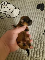 Akc Dark Red InTime, a female Havanese for sale in Olean, NY – 6 of 10