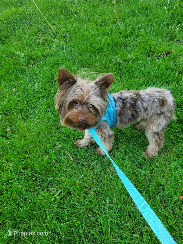 Chocolate Merle 6.5lbs  – Yorkshire Terrier puppy for sale in Olean, NY