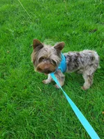 Fathers Day Special Chocolate Merle $950.00, a male Yorkshire Terrier for sale in Olean, NY – 1 of 9