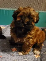 SOLD , a female Havanese and Havapoo for sale in Olean, NY – 2 of 6