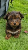 Akc Fire , a male Havanese for sale in Olean, NY – 5 of 10