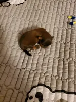 Akc Dark tiny Red , a male Havanese for sale in Olean, NY – 9 of 9