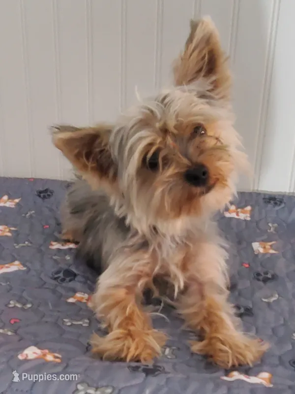 Akc Bluebee – Yorkshire Terrier puppy for sale in Olean, NY