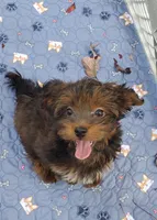 Akc small toy  Red Chocolate Sable , a male Havanese for sale in Olean, NY – 5 of 7