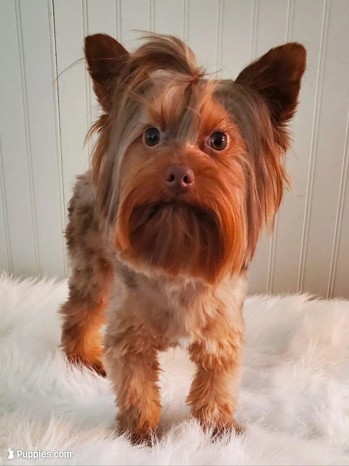 Chocolate Merle 6.5lbs , a male Yorkshire Terrier for sale in Olean, NY – 2 of 9