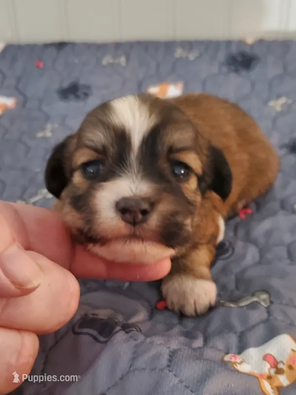 Akc Ch.Grt.Gr.Sire  Red  – Havanese puppy for sale in Olean, NY