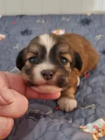 Akc Ch.Grt.Gr.Sire  Red , a  Havanese for sale in Olean, NY – 2 of 10