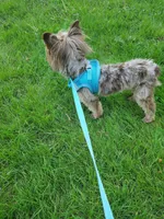 SOLD Chocolate Merle Yorkie 7lbs , a male Yorkshire Terrier for sale in Olean, NY – 6 of 7