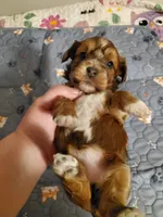 Akc Ch.Grt.Gr.Sire  Reds Coming Soon , a  Havanese for sale in Olean, NY – 7 of 8