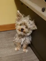 Akc Bluebee This  Weekend Special $225.00 Off $875.00, a male Yorkshire Terrier for sale in Olean, NY – 6 of 7