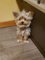 Akc Bluebee This  Weekend Special $225.00 Off $875.00, a male Yorkshire Terrier for sale in Olean, NY – 4 of 7