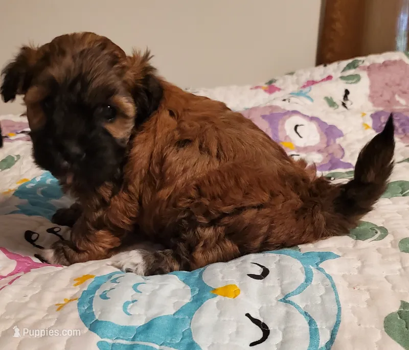 Red Cherry Havapoo  – Havapoo puppy for sale in Olean, NY