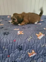 Akc Star , a female Havanese for sale in Olean, NY – 5 of 8