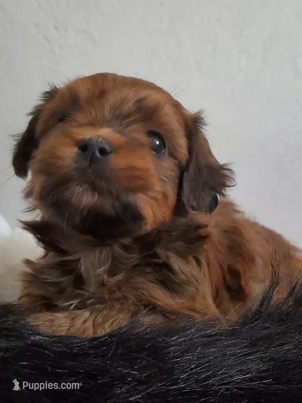 Akc championlines Red puppies coming soon  – Havanese puppy for sale in Olean, NY