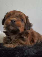 Akc championlines Red puppies coming soon , a  Havanese for sale in Olean, NY – 9 of 10