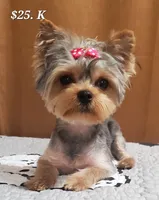 Akc 25 KARATE GOLD , a female Yorkshire Terrier for sale in Olean, NY – 8 of 9