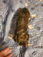 Akc ChGrCh Pedigree Reds , a  Havanese for sale in Olean, NY – 8 of 10