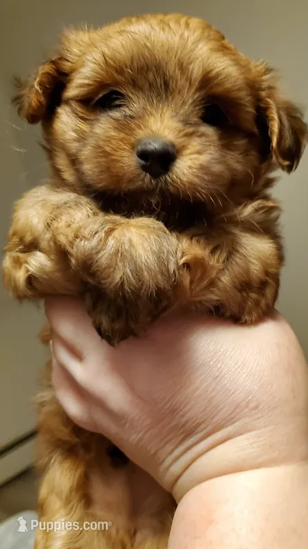 Akc Red Popsicle  – Havanese puppy for sale in Olean, NY