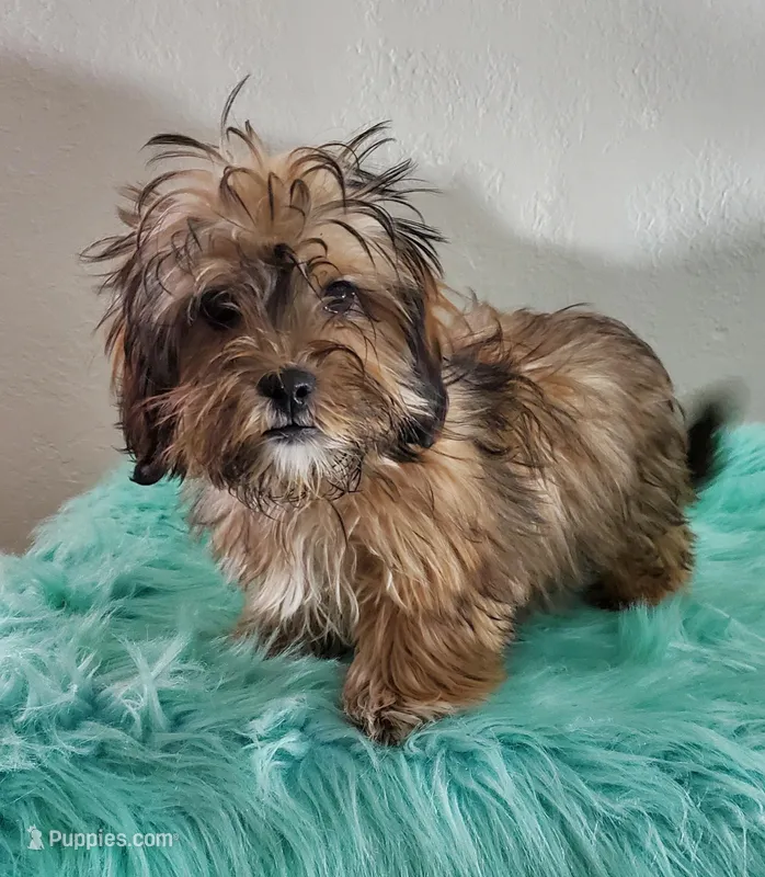 Havashu / Female  – Havanese, Shih Tzu puppy for sale in Olean, NY