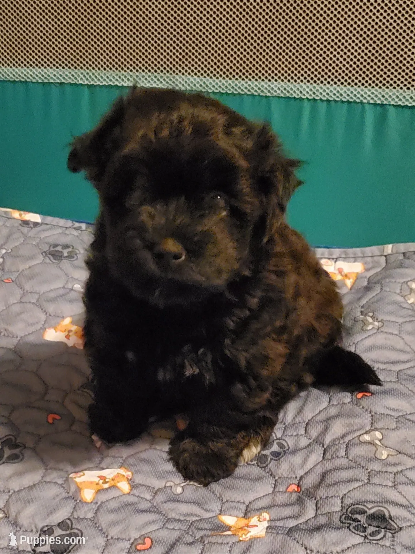Gemma , a female Havanese and Havapoo for sale in Olean, NY – 3 of 8