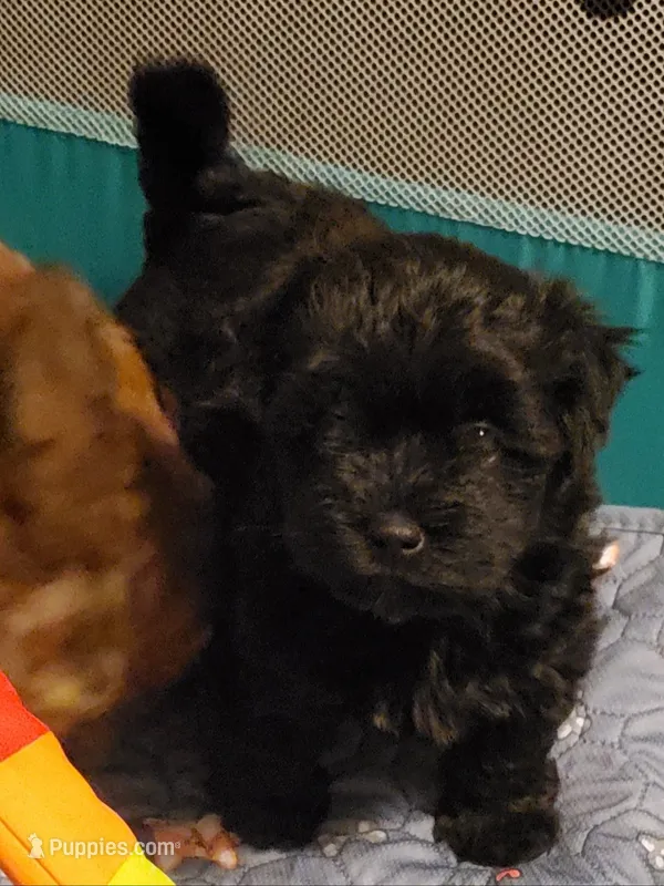 Gemma  – Havanese, Havapoo puppy for sale in Olean, NY