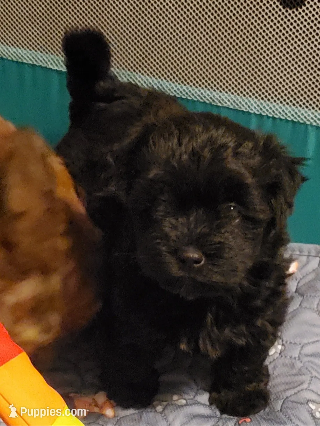 Gemma , a female Havanese and Havapoo for sale in Olean, NY – 1 of 8