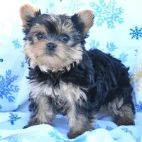 Akc Pebbles 2lbs 12 ounces , a female Yorkshire Terrier for sale in Olean, NY – 2 of 3
