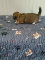Akc Star , a female Havanese for sale in Olean, NY – 4 of 8