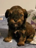Akc ChGrCh Pedigree Reds , a  Havanese for sale in Olean, NY – 5 of 10