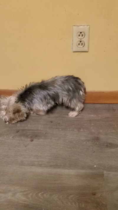 Akc Bluebee This  Weekend Special $225.00 Off $875.00, a male Yorkshire Terrier for sale in Olean, NY – 7 of 7