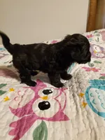 Black Cherry Havapoo , a female Havapoo for sale in Olean, NY – 8 of 10