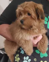 Akc Red video , a male Havanese for sale in Olean, NY – 4 of 8