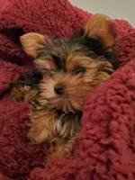 Akc pebbles , a female Yorkshire Terrier for sale in Olean, NY – 4 of 7