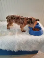 Chocolate Merle 6.5lbs , a male Yorkshire Terrier for sale in Olean, NY – 8 of 9