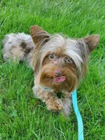 SOLD Chocolate Merle Yorkie 7lbs , a male Yorkshire Terrier for sale in Olean, NY – 3 of 7
