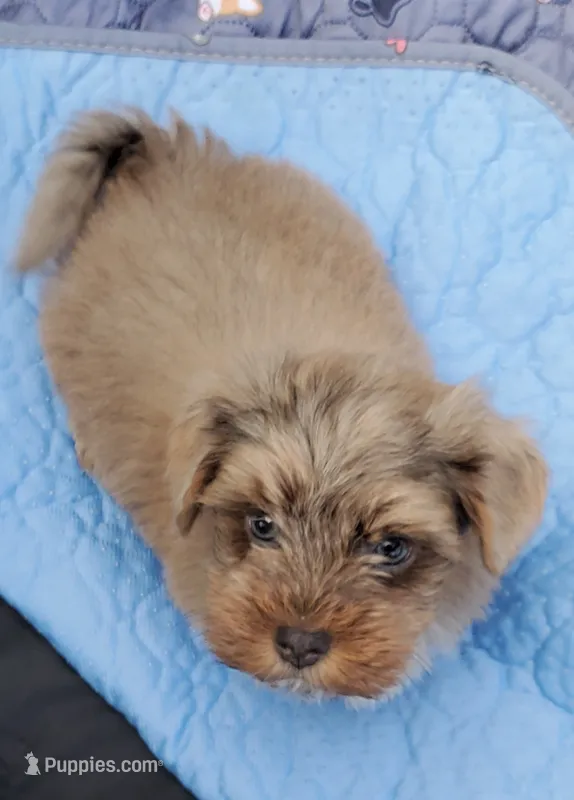 Akc Ch.Grt.Gr.Sire  – Havanese puppy for sale in Olean, NY