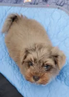 Akc Ch.Grt.Gr.Sire , a male Havanese for sale in Olean, NY – 1 of 7