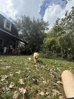Pecan Orchard's Houston Astro, a male Golden Retriever for sale in Pearland, TX – 5 of 8